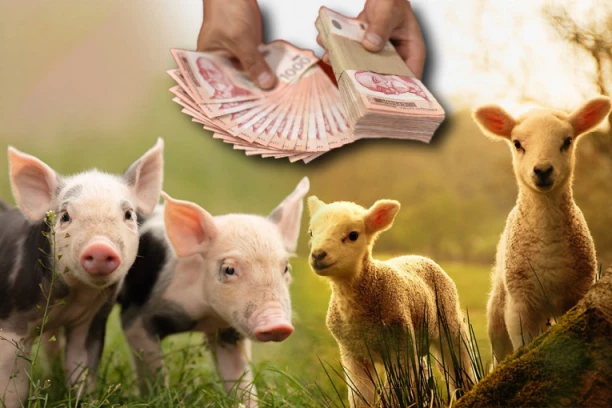 CENA PRASADI I JAGNJADI PAPARENA: Praznici sve bliži- trgovci rešili opasno da zarade!