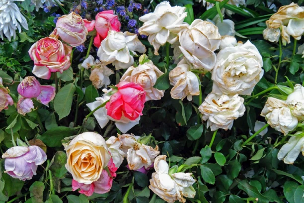 OŽIVITE UVELO CVEĆE U TRENU: Za ovim TRIKOM su poludele sve žene jer stvarno RADI (VIDEO)