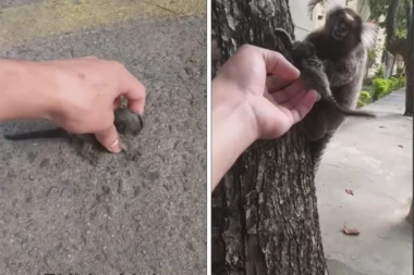 MALENO STVORENJE LEŽALO JE BESPOMOĆNO NA PUTU: Vratio ga je majci, a njena reakcija je rastopila srca! (VIDEO)