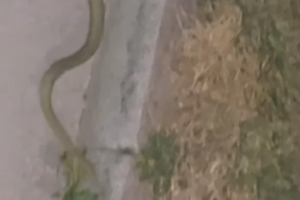"NE ZNAMO DA LI JE OTROVNICA ILI NE!" Jeziv prizor u Novom Sadu - Zmija od jednog metra preprečila ljudima put! (VIDEO)