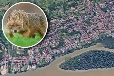 "AKO IMATE MALU DECU, NE OSTAVLJAJTE IH NI NA TRENUTAK SAME"! Opasne zveri terorišu Višjičku banju! STANOVNICI DOBILI UZNEMIRUJUĆE UPOZORENJE, ŽENA OPISALA ZASTRAŠUJUĆE ISKUSTVO!