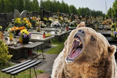 MASOVNA PANIKA NA GROBLJU! Medved upao na sahranu, ljudi bežali i vrištali