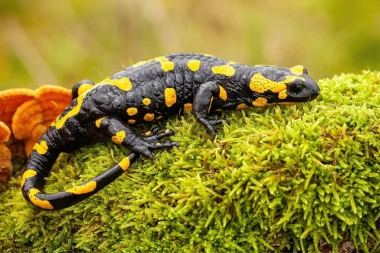 DAŽDEVNJACI PREPLAVILI BEOGRAD! Stručnjaci otkrivaju - EVO da li su opasni i kako se treba ponašati ako ih ugledate!
