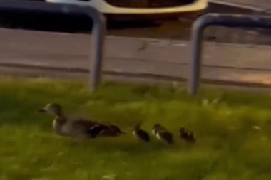 PAČIJA ŠKOLA! Na Novom Beogradu snimljena neobična, ali i neodoljiva scena! (VIDEO)