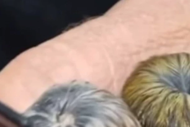 SVI TRLJAJU OČI U NEVERICI! Svima liče na PEČURKE, ali evo šta su zapravo ovi čupavci! (VIDEO)