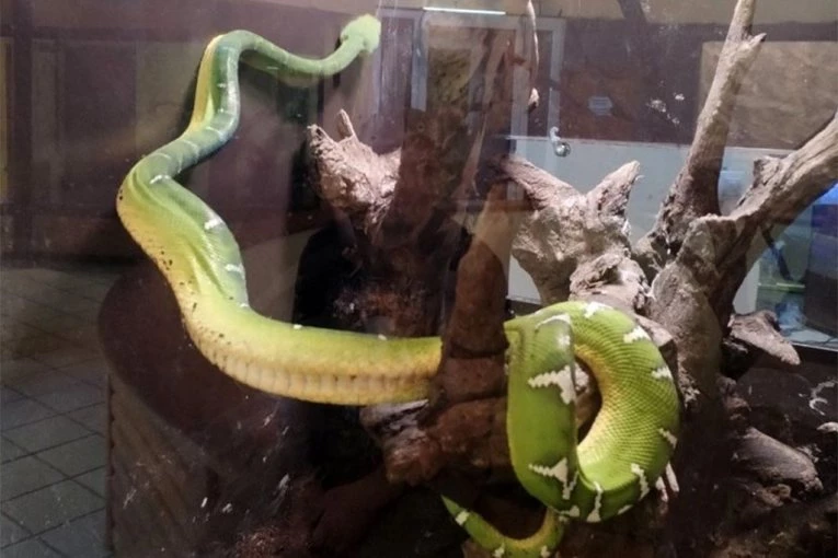 KRIJUMČARILI REPTILE I KORNJAČE: Carinici otvorili prtljag, imali šta da vide! (FOTO)