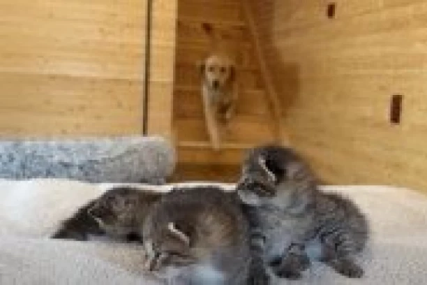 PAS SE ZALETEO NA MAČIĆE, A ONDA SE DESILO OVO: Niko nije očekivao ovakvu reakciju zlatnog retrivera