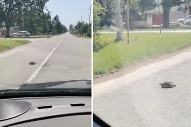 "MA SAMO LAGANO" Nesvakidašnji prizor u Bačkoj Palanci osvojio sve korisnike društvenih mreža (VIDEO)