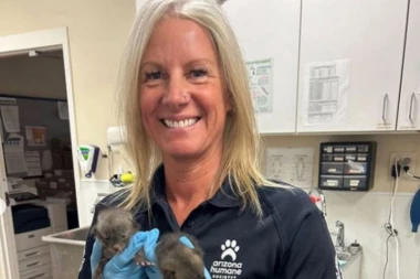 SPASIOCI SU IH ZBRINULI MISLEĆI DA SU MAČIĆI: Osoblje je primetilo da se radi o potpuno drugim životinjama