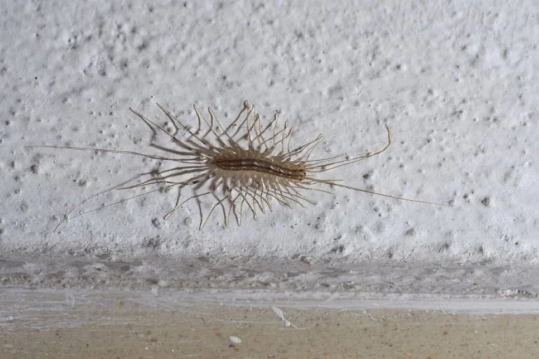 VEĆ SU SVUDA! AKO VIDITE OVU BUBU NA ZIDU, NI SLUČAJNO JE NE UBIJAJTE: Sinoć sam videla prvu ove godine - i to u spavaćoj sobi!