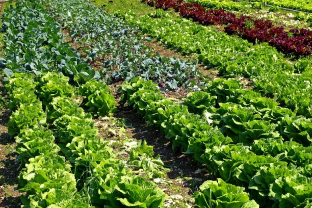 ČUVAJU JEDNA DRUGU I TERAJU INSEKTE: Ove biljke uvek treba da sadize zajedno