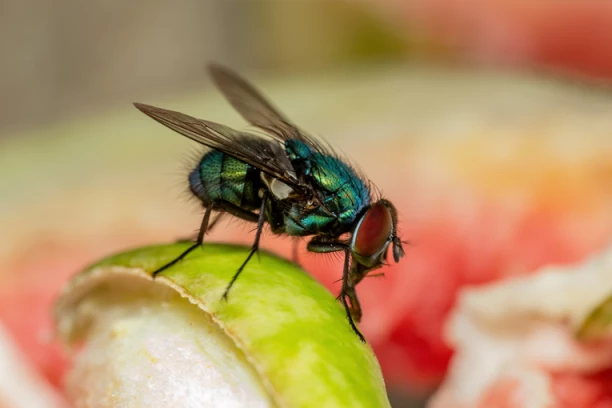 SUPER TRIK: Kako da se zauvek oslobodite dosadnih muva