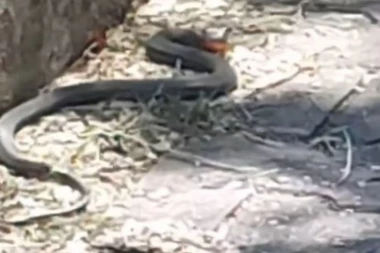 BEOGRAĐANKA SNIMILA ZMIJU DUGU VIŠE OD METAR! Šok na Novom Beogradu - SVE IH JE VIŠE! (FOTO)