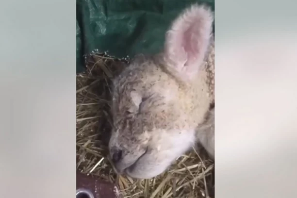 DA LI STE IKADA ČULI JAGNJE KAKO SANJA? Poslušajte i pogledajte neverovatan snimak - ISTOPIĆETE SE (VIDEO)