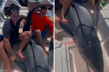 NEVEROVATAN SNIMAK BUDVANSKE AJKULE PREPLAVIO MREŽE: Zver teška 200 kilograma i dugačka TRI METRA! (FOTO+VIDEO)