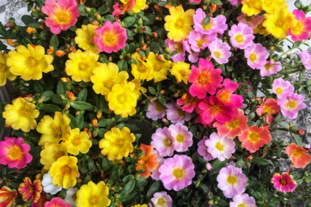 OVAJ CVET JE NEUNIŠTIV: Prelep je, sam se razmnožava, podnosi vrućine i cveta sve do zime