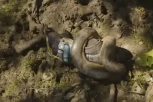 ANAKONDA GA ŽIVOG GUTALA! Istraživač zvao ekipu u pomoć kada je zmija počela da ga lomi: Malo je falilo da mi iščupa ruke (VIDEO)