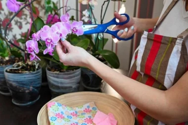 ŠTA RADITI KAD ORHIDEJA PRESTANE DA CVETA: "Šaptačica orhidejama" otkriva šta treba da radite!