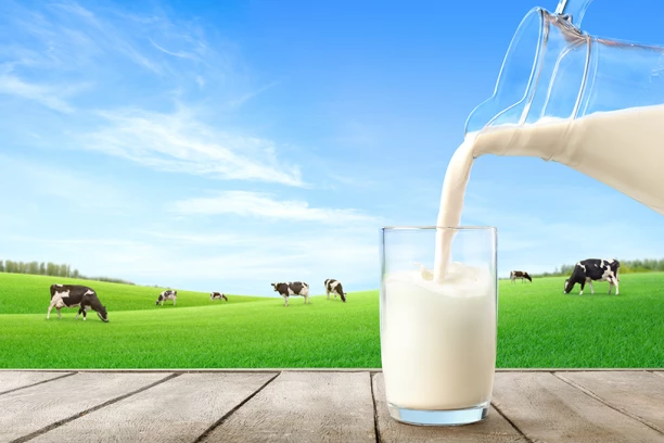 KOJE MLEKO JE NAJZDRAVIJE: Kravlje, kozje, ovčije ili magareće?