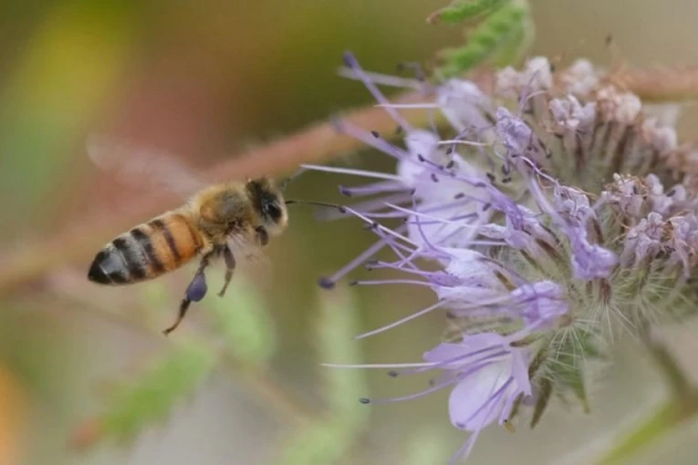 OVU STVAR NIKAKO NE SMETE DA RADITE KADA VAS UJEDE PČELA: Ovo je možda prva reakcija mnogih od nas, ali grešimo