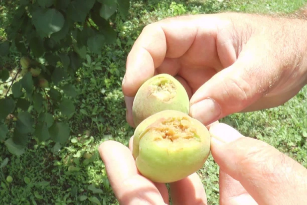 ŠUMADIJSKA SELA ZAVIJENA U CRNO: Grad za nekoliko minuta uništio voće i žitarice