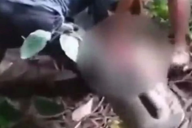 NEĆE VAM BITI DOBRO! JEZIVE SCENE! Majka četvoro dece pronađena u stomaku PITONA dugog PET METARA! (UZNEMIRUJUĆE!)