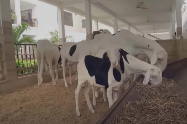 OVCU PRODAJU ZA 90.000 DOLARA! Evo šta je čini skupljom i od luksuznog automobila! NEMA KO JE NE ŽELI U OVOM DELU SVETA!