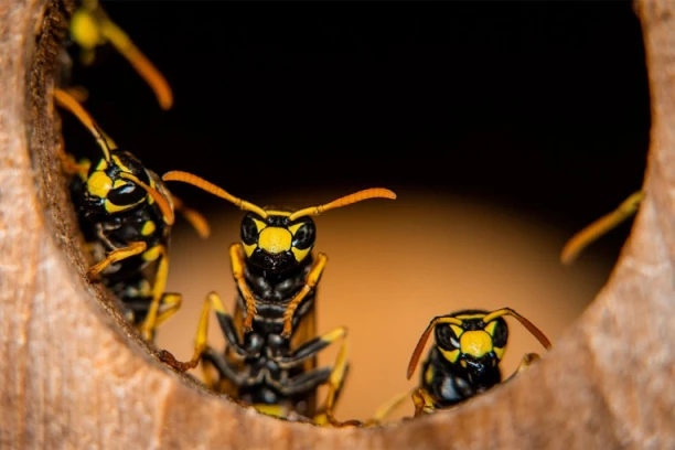 HOROR! MUŠKARCA NAPAO ROJ OSA, IMA 240 UBODA! "Kupatilo je bilo puno, moja žena ih je polivala kofama vodom" (VIDEO)