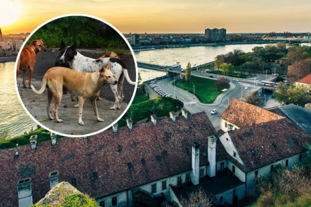 ŽENA U NOVOM SADU DEVOJČICI RAZMAZALA PSEĆI IZMET PO GLAVI! Novosađani ZGROŽENI, a EVO šta im je ona poručila!