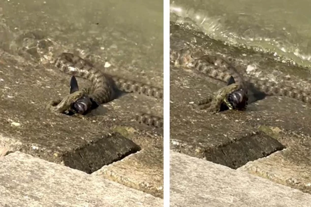 ZMIJA NA ZEMUNSKOM KEJU: Misteriozna borba između predatora i plena (VIDEO)