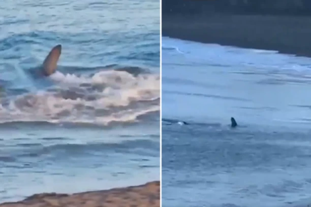 AJKULA U PLIĆAKU IZAZVALA PRAVU PANIKU U POPULARNOM LETOVALIŠTU MEĐU SRBIMA! Ljudi bežali glavom bez obzira! (VIDEO)