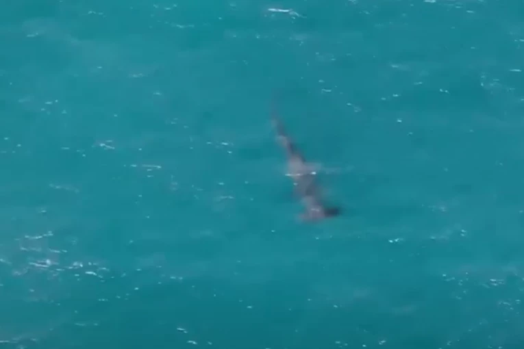 ZBOG AJKULE HITNO ZATVORENE PLAŽE U POZNATOM LETOVALIŠTU! Turista ugledao peraje, a onda je nastala DRAMA (VIDEO)