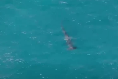 ZBOG AJKULE HITNO ZATVORENE PLAŽE U POZNATOM LETOVALIŠTU! Turista ugledao peraje, a onda je nastala DRAMA (VIDEO)