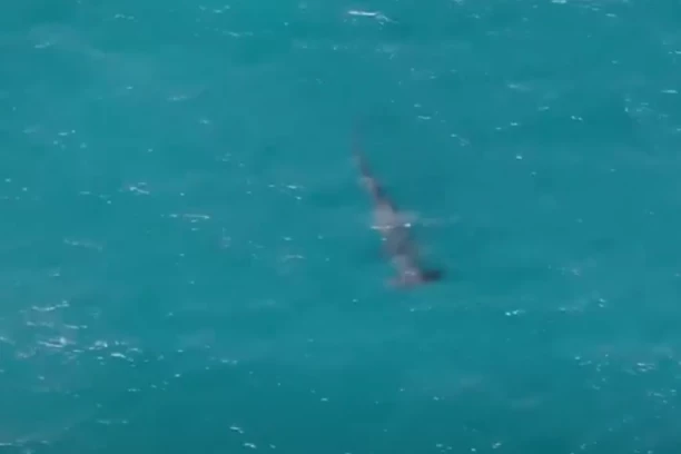 ZBOG AJKULE HITNO ZATVORENE PLAŽE U POZNATOM LETOVALIŠTU! Turista ugledao peraje, a onda je nastala DRAMA (VIDEO)