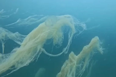 KAKVA SU OVO STVORENJA?! Prizor iz Jadranskog mora digao sve na noge, čekaju naučnike! (VIDEO)