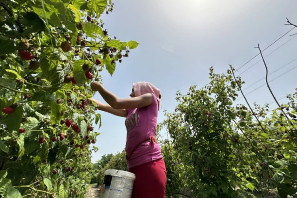 STAVE PEŠKIRIĆ NA GLAVU KAD UPEKNE, PA NASTAVE DA RADE:  Dnevnica 6.000 na 40 stepeni u malinjacima!