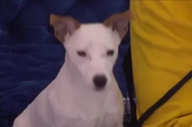 NAJPOTRESNIJA SCENA IKADA U ELITI! Dok je Aneli Ahmić bila na ABORTUSU, pas Vesna počela ČUDNO da se ponaša!