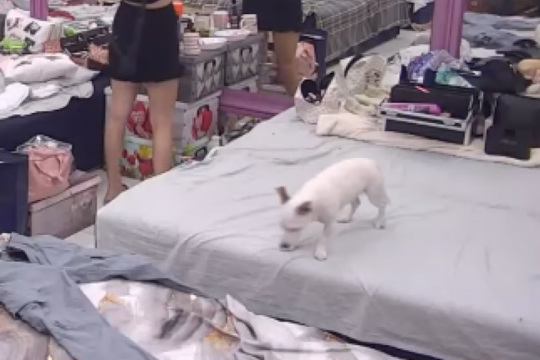 Pas Vesna traga za Aneli Ahmić