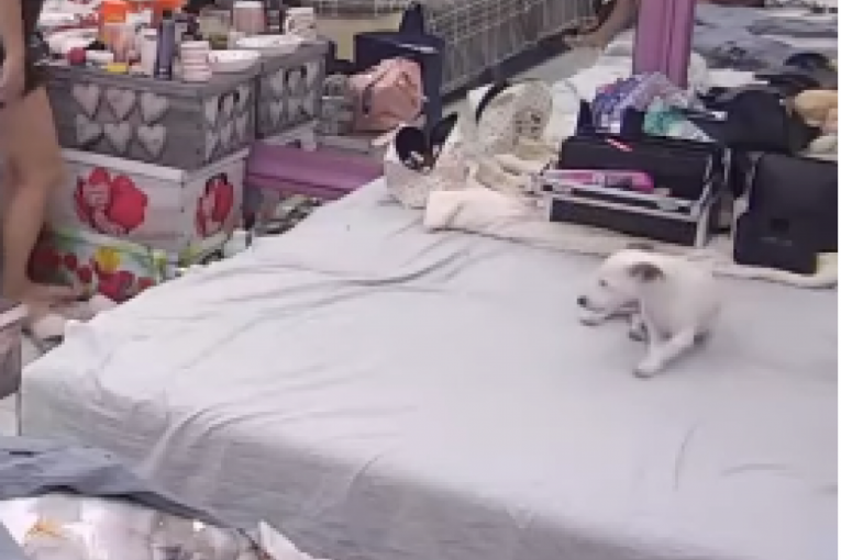 Pas Vesna traga za Aneli Ahmić