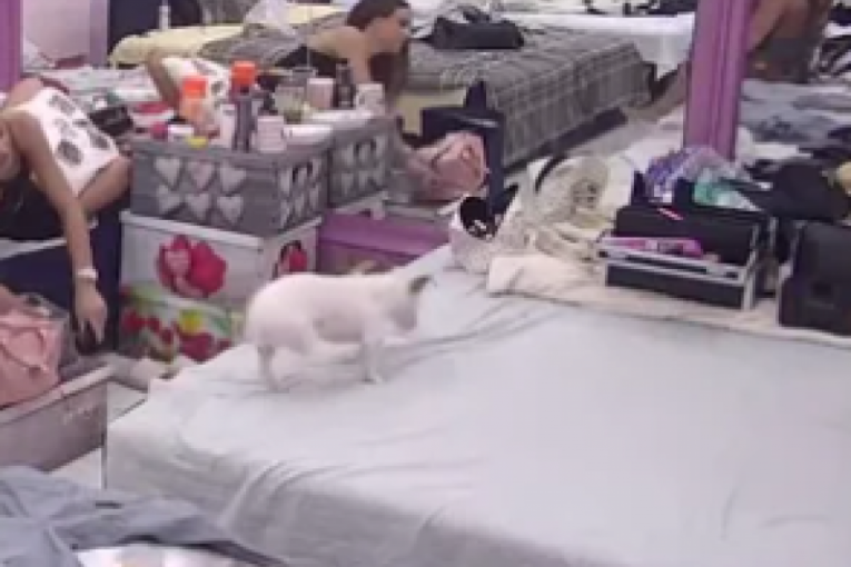 Pas Vesna traga za Aneli Ahmić