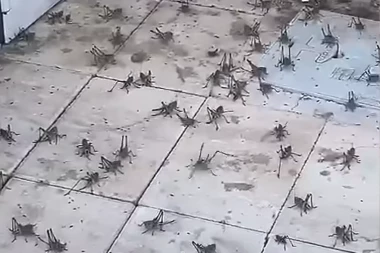 PAZITE SE! Najezda ovih insekata u poznatom letovalištu, nema gde noga da se spusti od njih! SNAŽNO UGRIZAJU, A EVO KOJE SU POSLEDICE!