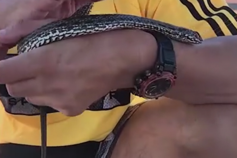 Aleksandar Milić Mili sa zmijama instagram