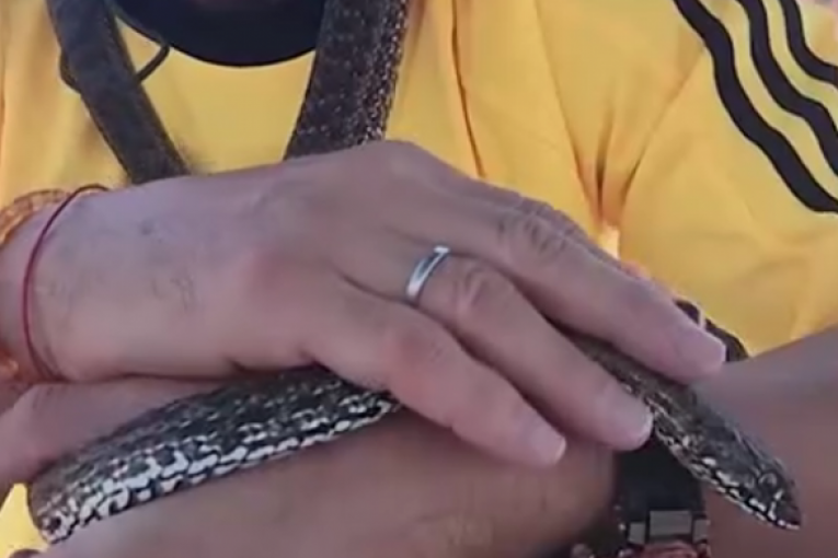 Aleksandar Milić Mili sa zmijama instagram