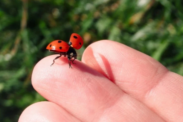 EVO KADA MOŽE BUBAMARA DA BUDE OPASNA - naročito za decu! Kada sleti na vas, to je znak