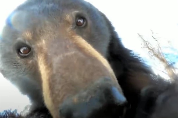 LOVAC IZGUBIO KAMERU U ŠUMI Kada ju je pronašao, naišao na urnebesan video - divlja zver se snimala! (VIDEO)