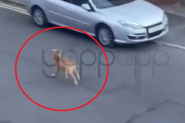 SNIMAK HORORA! TRČALI ULICOM I PUCALI NA PSA! Jurili ga, izrešetali i ubili, ljudi se hvataju za glave! (UZNEMIRUJUĆI VIDEO)