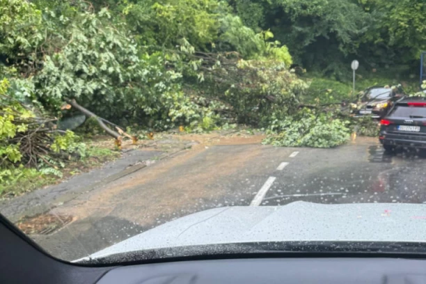PALO DRVO U KOŠUTNJAKU! Jedna traka blokirana (FOTO)