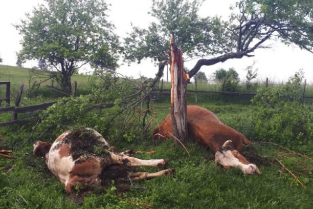 OD GROMA STRADALO PET KRAVA! Tužna scena na Žabljaku