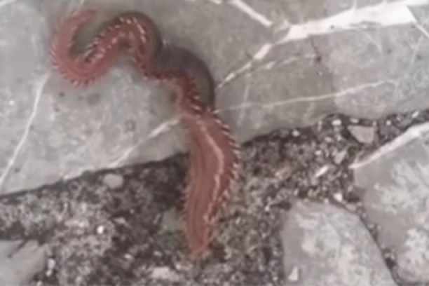 STRUČNJACI UPALILI CRVENI ALARM! Na obalama Jadrana u Crnoj Gori se pojavio veoma opasni CRV MESOŽDER! AKO GA VIDITE BEŽITE, A AKO VAS UBODE ŠTO BRŽE JAVITE SE LAKARU! (VIDEO)