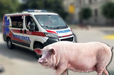 "UŠAO SAM U SVINJAC, UGRIZLA ME JE ZA GENITALIJE, VIDEO SAM SAMO KRVAVU RUKU..." Ispovest muškarca iz Aleksinca koga je napala svinja: Lekari su morali da urade OVO!